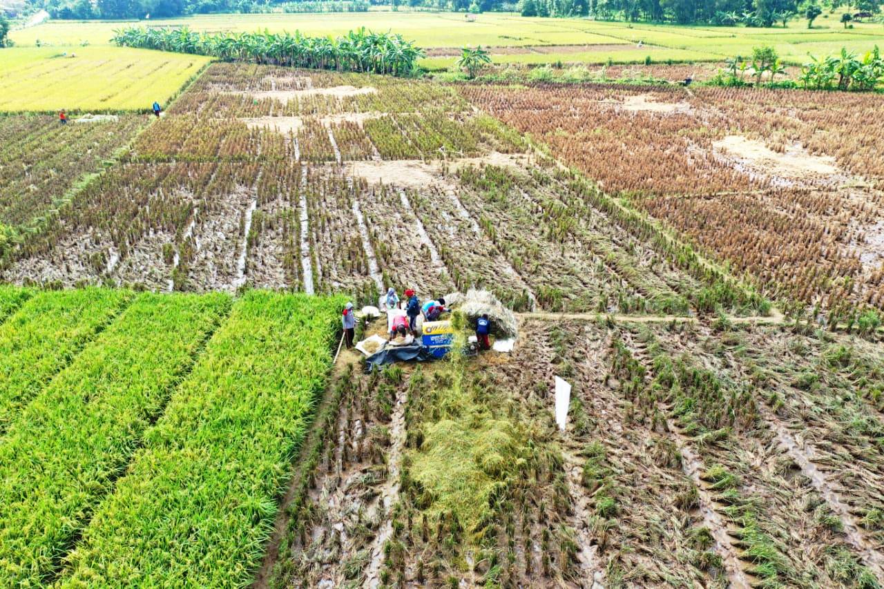 Pemkab Pastikan Lahan Pertanian di Subang Terjaga