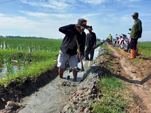 PADAT KARYA: Petani dan Warga Desa Mundusari saat melaksanakan Padat Karya Tunai di blok sawah Desa Mundusari, Kamis (3/3). DADAN RAMDAN/PASUNDAN EKSPRES