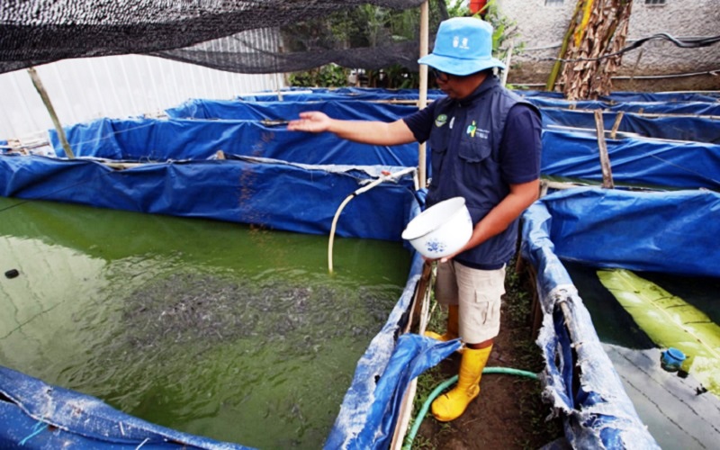 PETANI IKAN MILENIAL: Petani milenial, Oky Saputra memberikan pakan ternak ikan lele yang dibudidayakan di kolam bioflok di Rancaekek, Kabupaten Bandung, Jawa Barat.