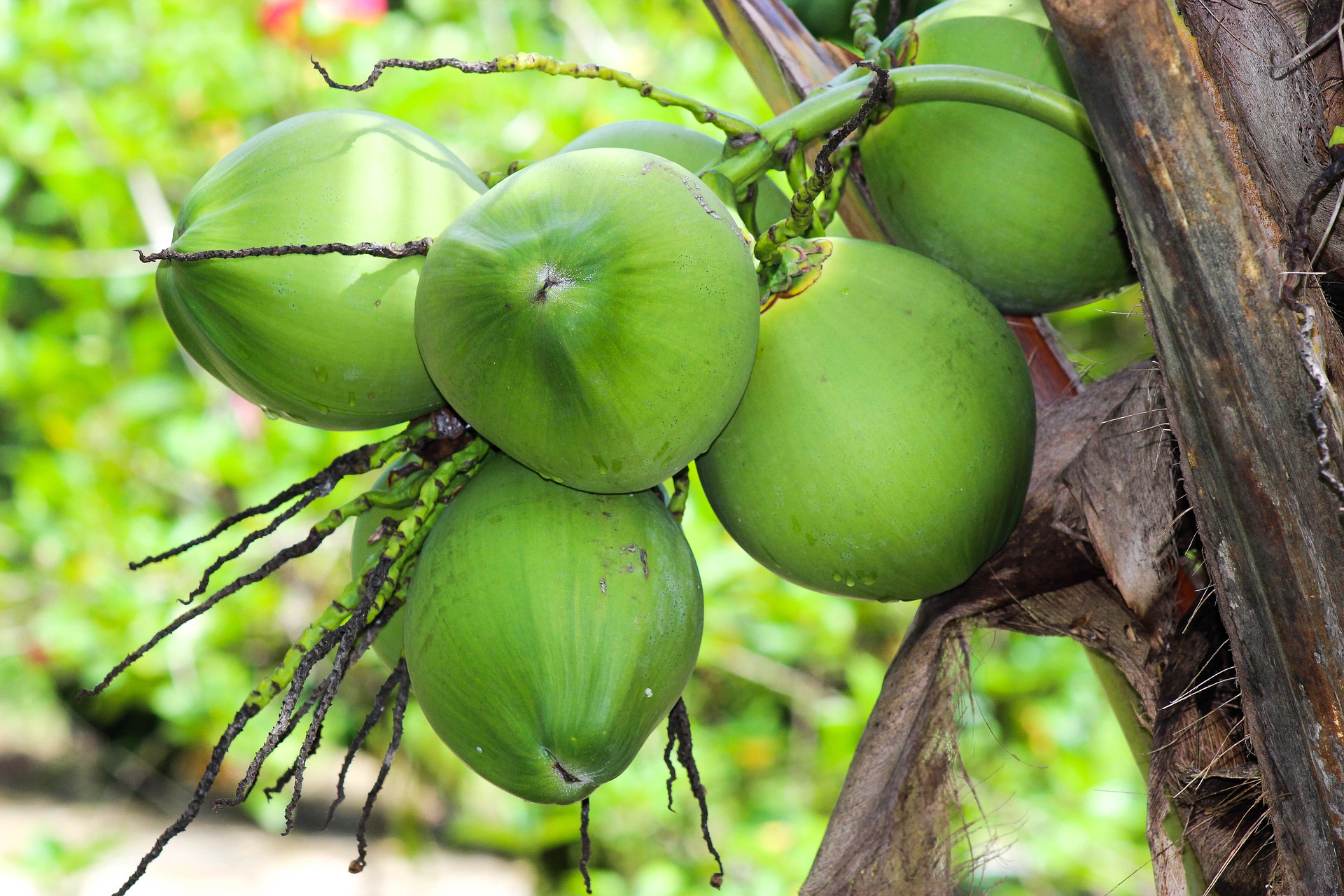 Manfaat Air Kelapa Muda