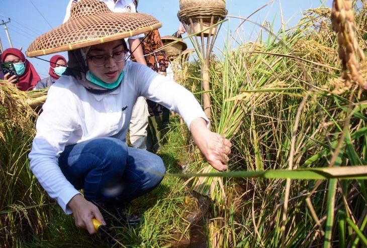 Produksi Padi di Kabupaten Purwakarta Diklaim Naik 7,32 Persen