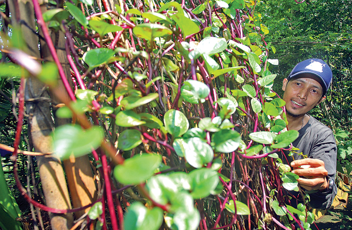 TUMBUH SUBUR: Jenis bayam malabar dikembangbiakkan di Kebun Pahlawan 10. (HANUNG HAMBARA/JAWA POS)