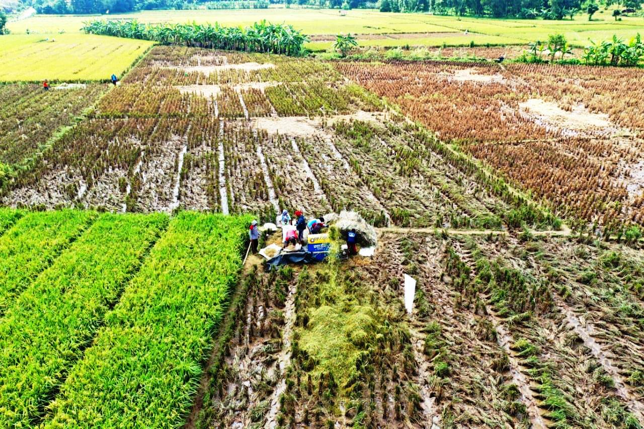 Gabah Kering Dihargai Murah, Hanya Rp4.500 per Kilogram