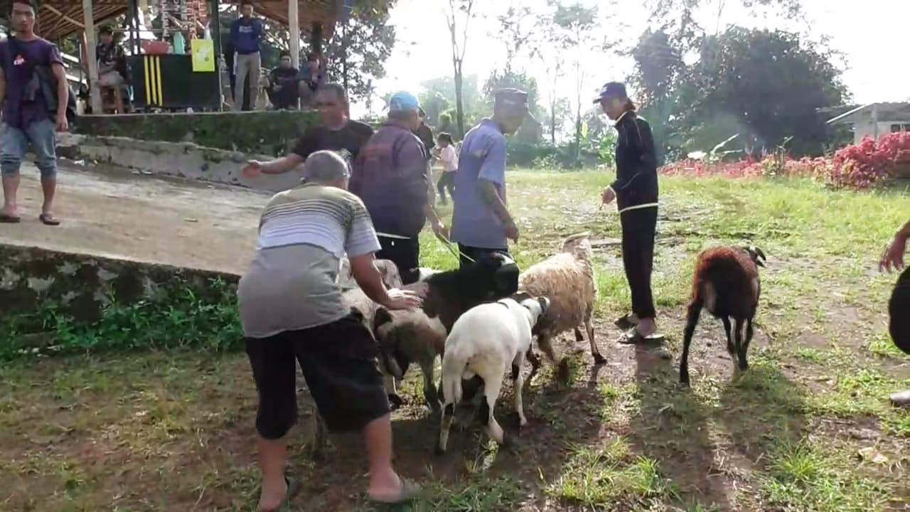 Akibat Wabah PMK, Warga Subang Lebih Pilih Kambing Dibanding Sapi untuk Kurban