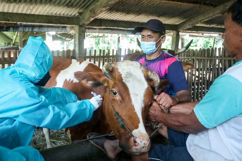 VAKSINASI – Petugas melakukan vaksin Penyakit Kaki dan Mulut (PMK).-