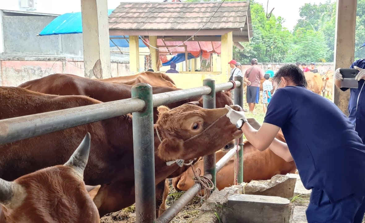 Mencetak Peternak Muda untuk Memastikan Pasokan Daging