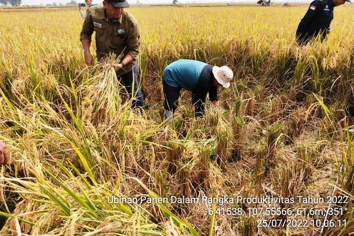 Food Estate Solusi Tepat Hadapi Susut Lahan Pertanian Indonesia