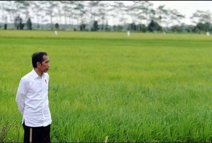 Food Estate Bakal Mampu Selamatkan Kebutuhan Pangan Jangka Panjang