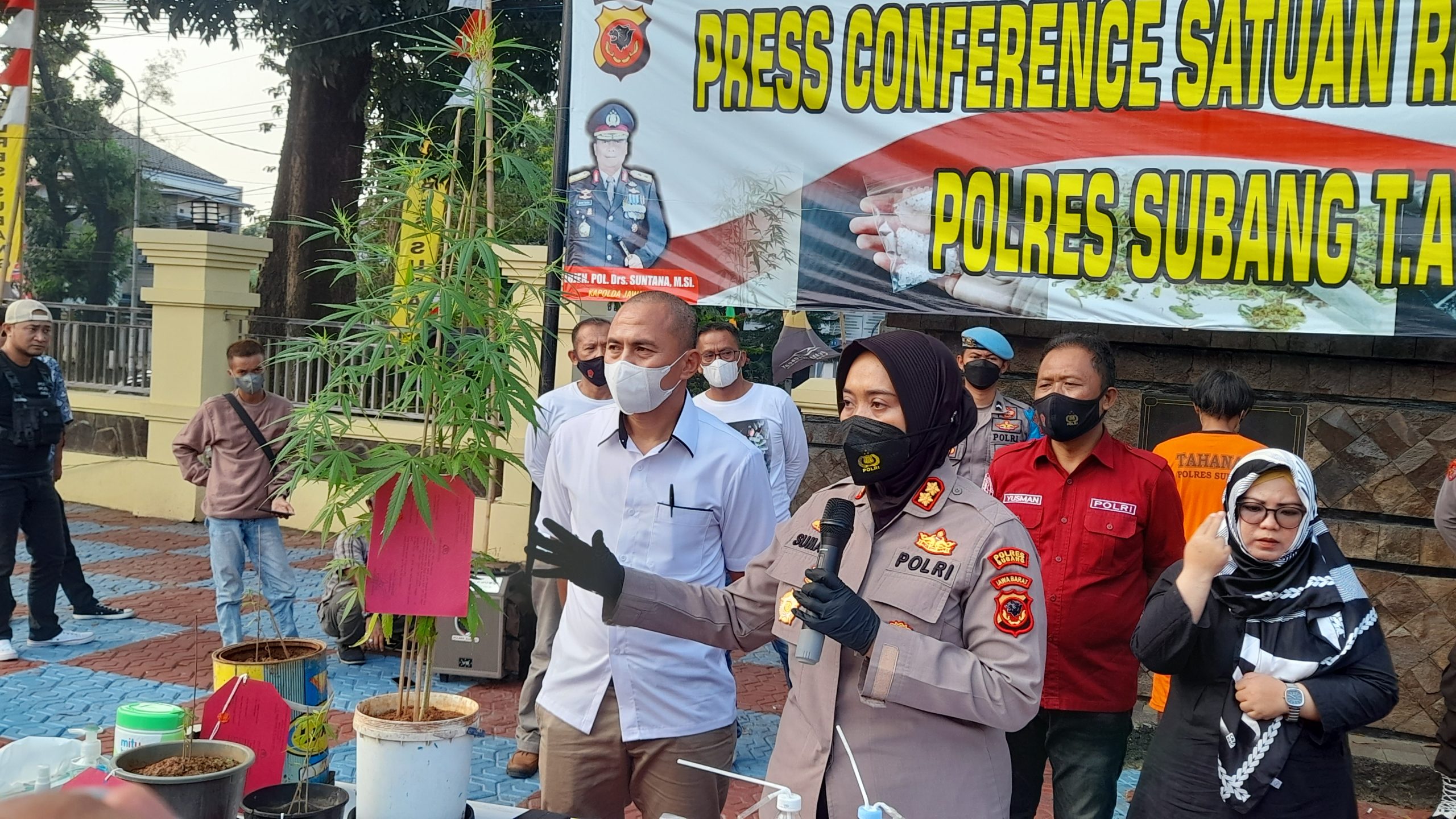 Ada Pohon Ganja Siap Panen di Blanakan, Ternyata Ini Pemiliknya