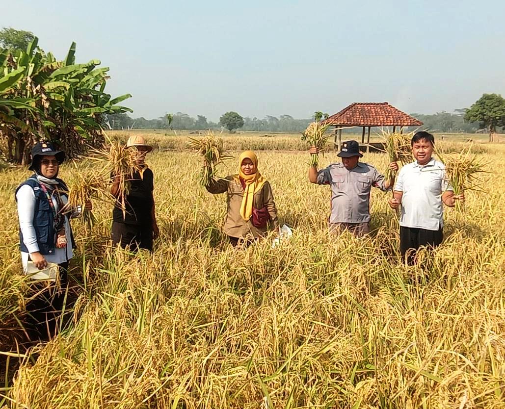  Tanam Padi Ketan, Warga Binong Panen 10,7 ton dari Satu Hektare