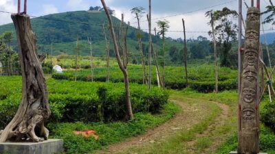 Tiket Masuk Penangkaran Rusa Lembah Paniisan Subang, Ada Tiga Jenis Rusa