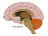 Apa Itu Amygdala? Bagian yang Ada Dalam Dirimu dan Emosimu (Sumber Foto: Neuroscientifically Challenged)