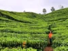 Kebun Teh Ciater Subang Wisata Hijau di Tengah Kota Subang