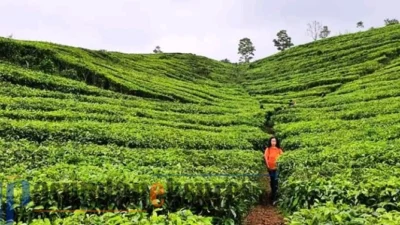 Kebun Teh Ciater Subang Wisata Hijau di Tengah Kota Subang