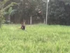 Lahan Pertanian di Karawang