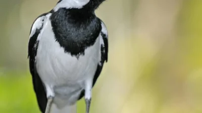 Pemeliharaan Burung Murai yang Sederhana Namun Efektif