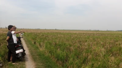 Panen Raya Padi, Petani Keluhkan Minimnya Buruh Tani