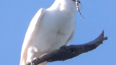 Suara Burung Paling Berisik di Dunia: Burung White Bellbird (Image From: Wikipedia)