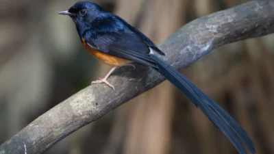 Burung Murai Jantan