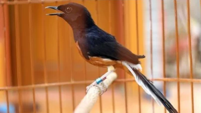 Burung-Burung yang Sering Digunakan dalam Kontes