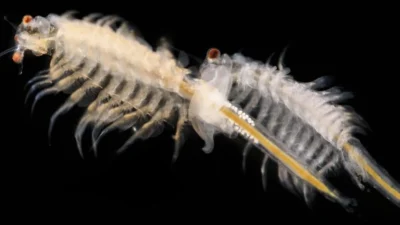 Sea Monkey, Menjelajahi Dunia Mikro dengan Hewan Ajaib. Sumber Foto via The Independent