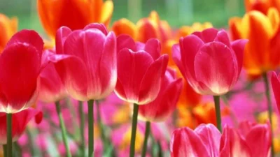 Serba-serbi Bunga Tulip, Bunga Nasional Turki. Sumber Gambar via Daily Sabah