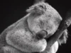 Tidur adalah Aktivitas Sehari-hari Koala. Sumber Gambar via Fine Art America