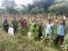 Koramil Sukatani Panen Perdana Demplot Hanpangan