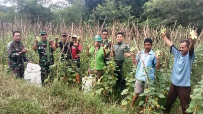 Koramil Sukatani Panen Perdana Demplot Hanpangan