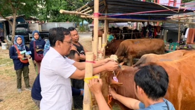 Dinas Pertanian dan Ketahanan Pangan (DPKP) Kabupaten Karawang Pastikan Kesehatan Hewan Kurban