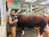 Sapi Raja Asal Subang