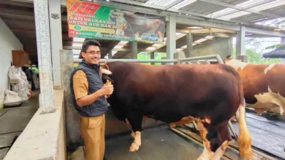 Sapi Raja Asal Subang