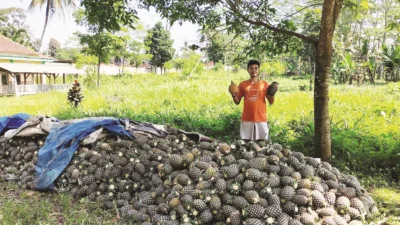 Adi Gustira Petani Muda Asal Bunihayu