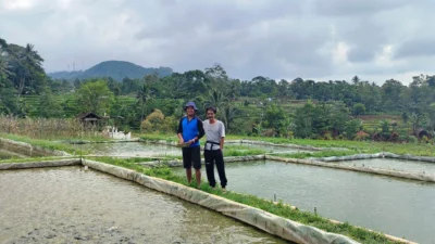 Pusing Tidak Bekerja Setelah Covid-19, Heri Berani Coba Budidaya Ikan Lele