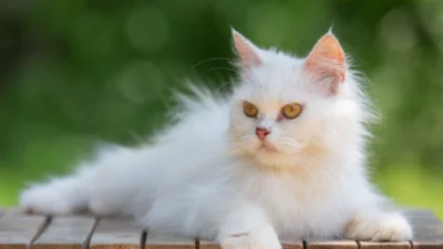 Kucing Angora