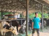 Peternak Sapi Perah di Subang