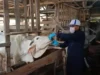 kekeringan Subang, bobot hewan ternak, ketersediaan pakan, Hari Raya Idul Adha, Dinas Peternakan Subang