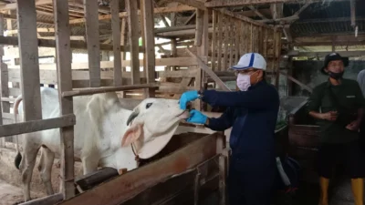 kekeringan Subang, bobot hewan ternak, ketersediaan pakan, Hari Raya Idul Adha, Dinas Peternakan Subang