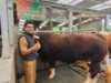Sapi Kurban Presiden Jokowi
