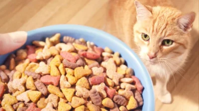 7 Rekomendasi Makanan Kucing, Pilihlah Yang Terbaik untuk Kesehatan Peliharaan Anda