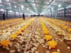 Industri Peternakan di Subang Menggeliat