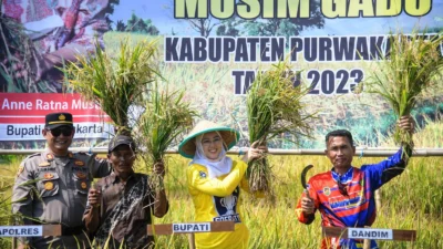 Purwakarta Surplus Pangan, Diprediksi Capai 197.720 Ton GKG