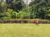 Kegiatan Perjusami di MTS Nurul Huda Desa Pasanggrahan, Sukses Libatkan Siswa SD