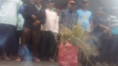 Gagal Panen, Petani di Karawang Merugi Ratusan Juta