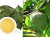 Resep Teh Herbal Daun Sirsak Penurun Kolesterol