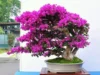 Cari Tahu Tentang Bonsai Bougenville Juara dengan Warnanya yang Unik dan Cantik (image from ilmukebun)