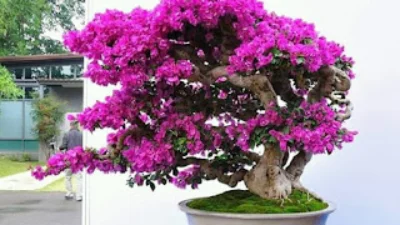 Cari Tahu Tentang Bonsai Bougenville Juara dengan Warnanya yang Unik dan Cantik (image from ilmukebun)