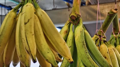 Pisang yang Enak Buat Kue Bolu