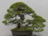 Jangan Kaget! Ini 5 Tanaman Bonsai Serut Termahal Mencapai Jutaan Rupiah (image from bonsaiempire)