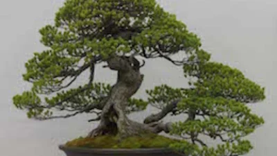 Jangan Kaget! Ini 5 Tanaman Bonsai Serut Termahal Mencapai Jutaan Rupiah (image from bonsaiempire)